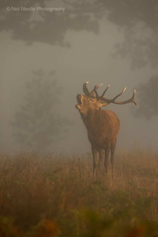  - Red Deer