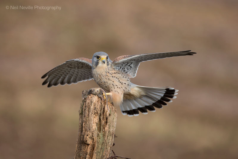  - Kestrel