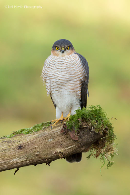  - Sparrowhawk