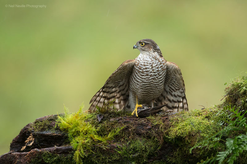  - Sparrowhawk