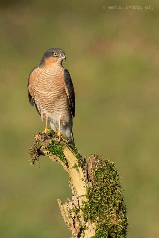  - Sparrowhawk