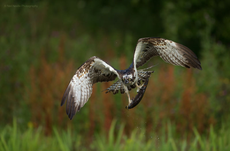  - Osprey