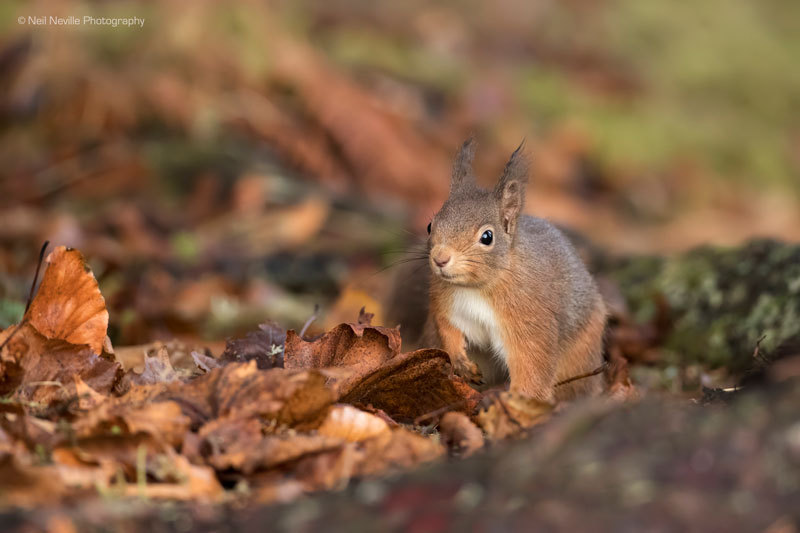  - Red Squirrel
