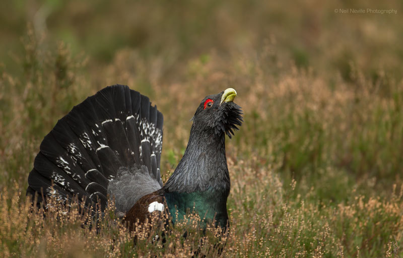  - Capercaillie