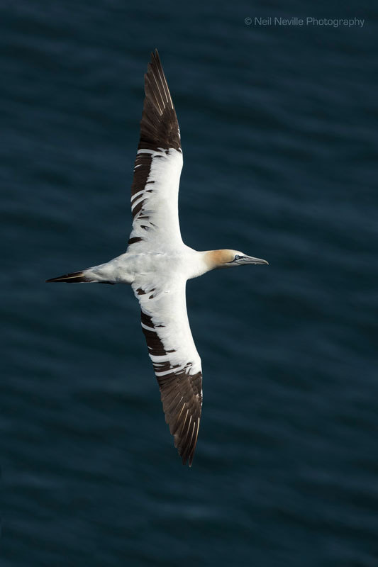  - Northern Gannet