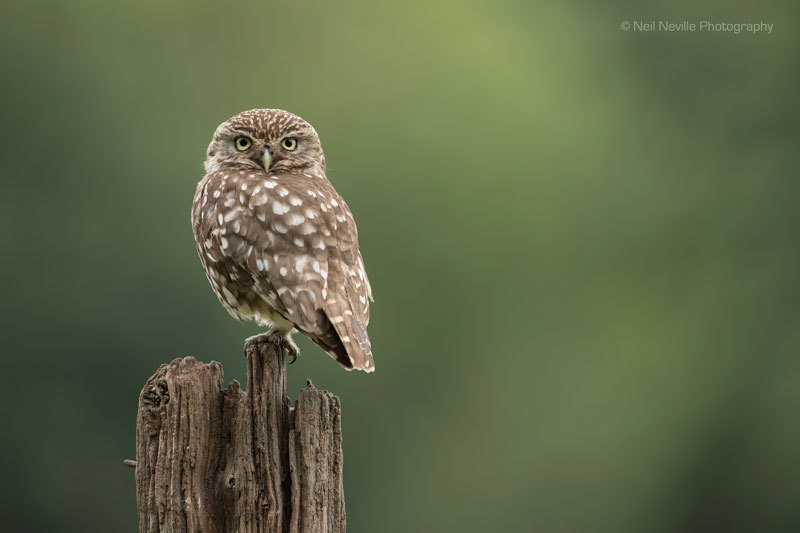  - Little Owl