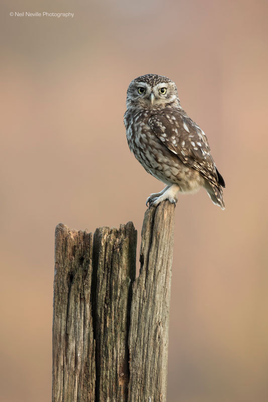  - Little Owl