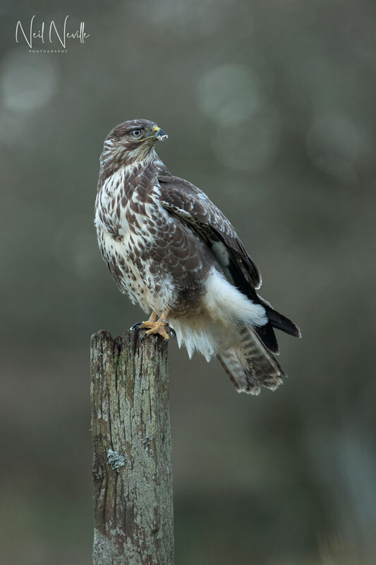  - Common Buzzard