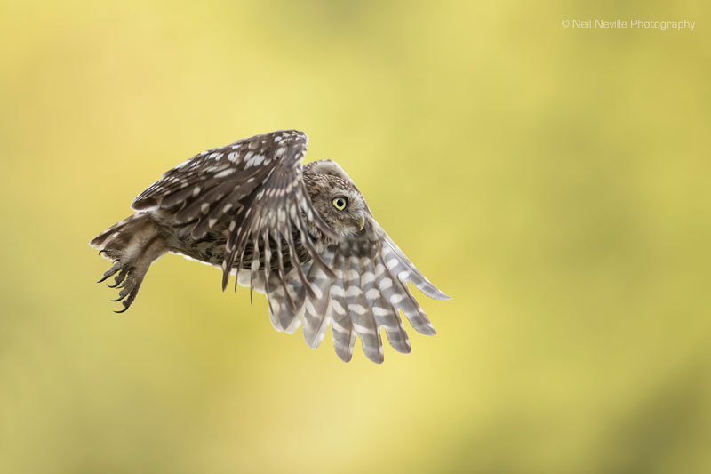  - Little Owl