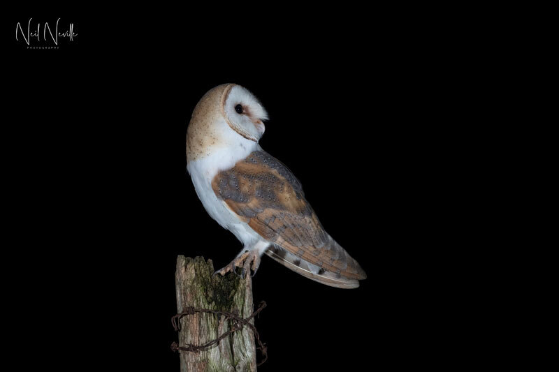  - Barn Owl