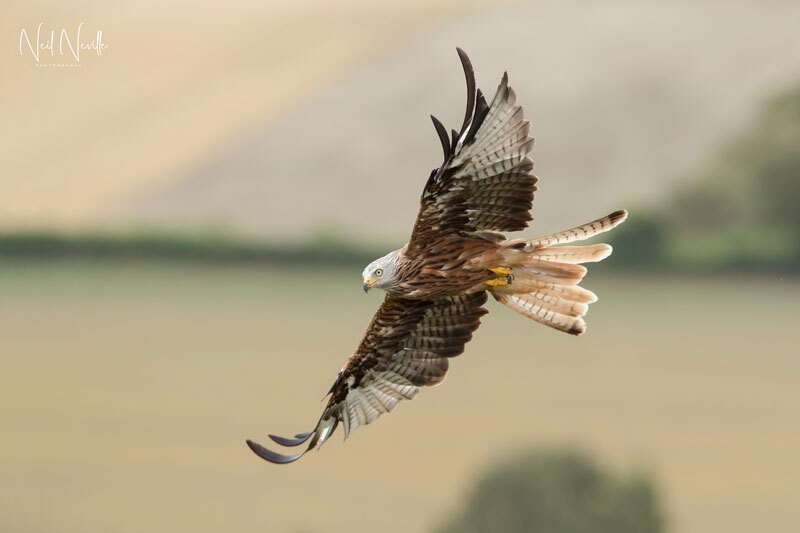  - Red Kite
