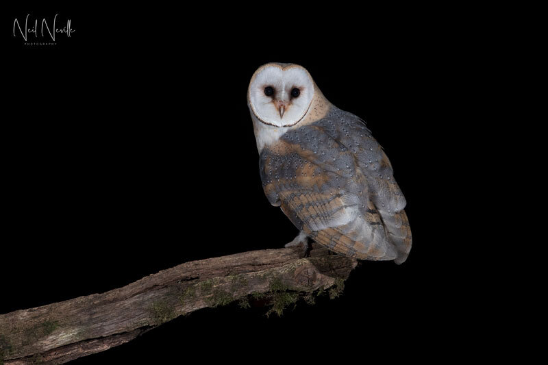  - Barn Owl