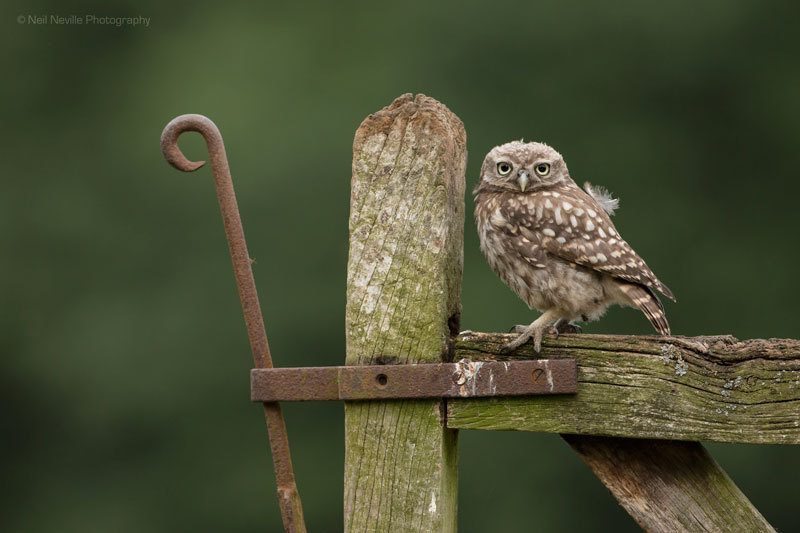  - Little Owl
