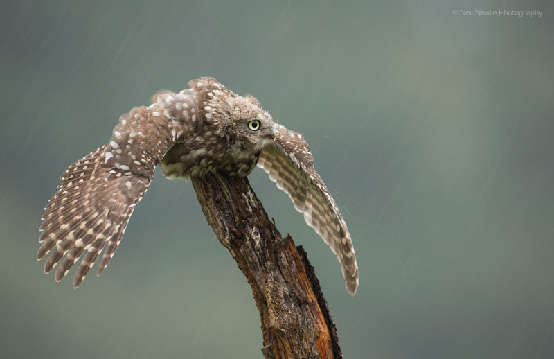  - Little Owl