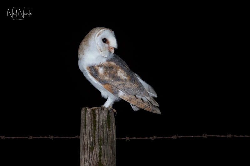  - Barn Owl