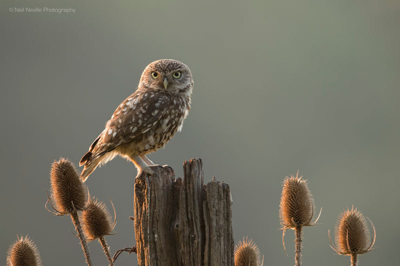  - Little Owl