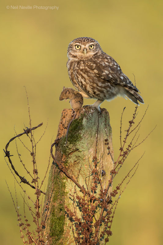  - Little Owl