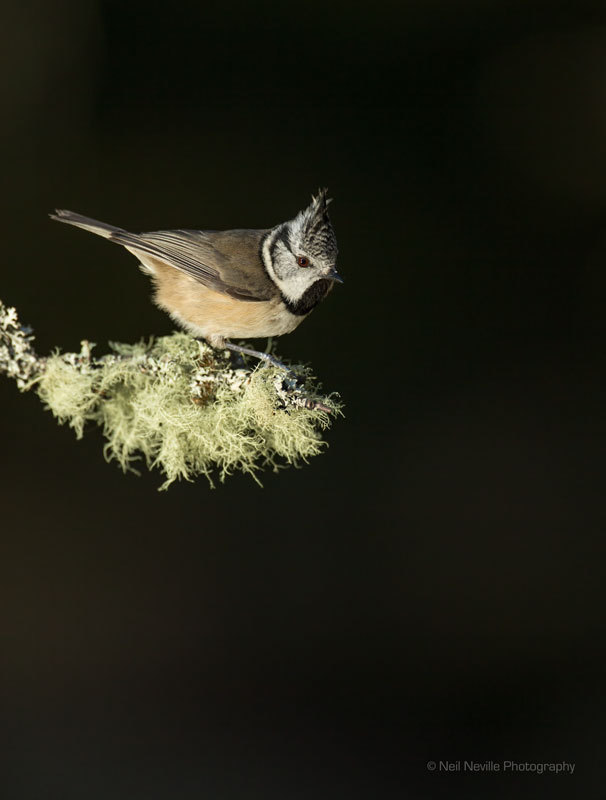  - Crested Tit