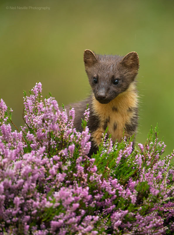  - Pine Marten