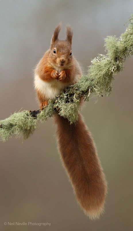  - Red Squirrel