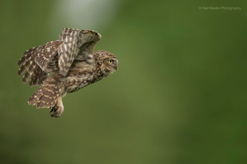  - Little Owl