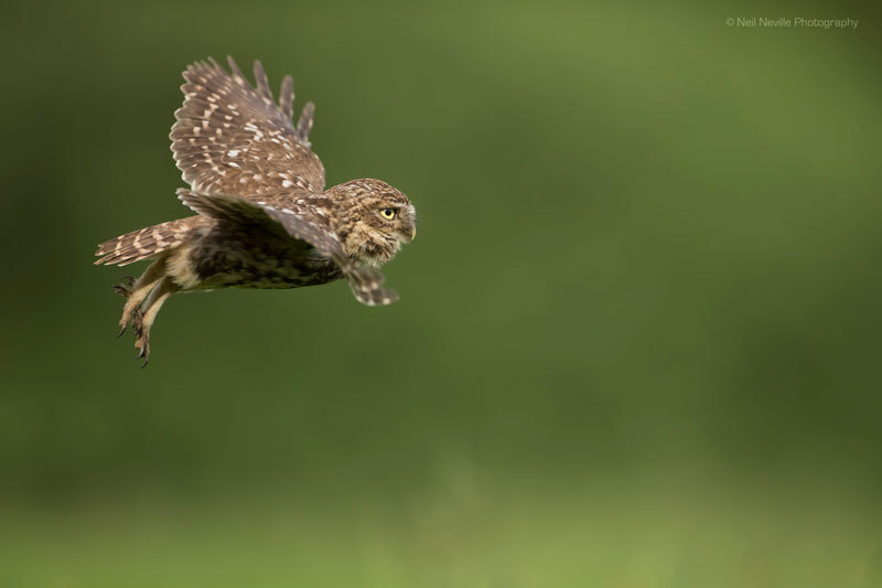  - Little Owl