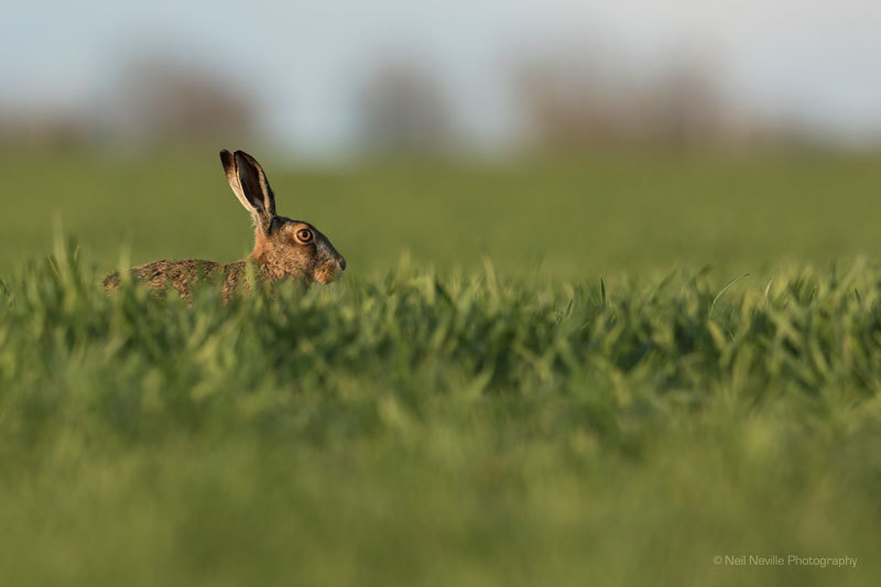  - Brown Hare