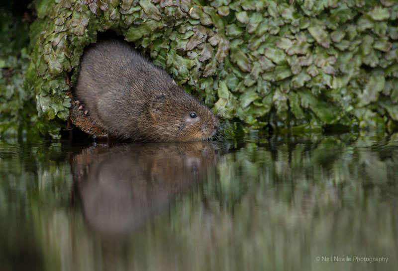  - Water Vole