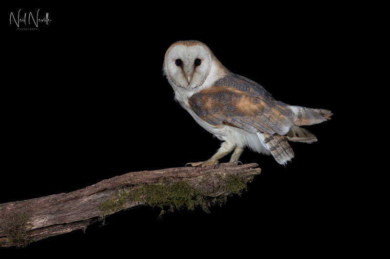  - Barn Owl