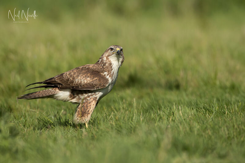  - Common Buzzard