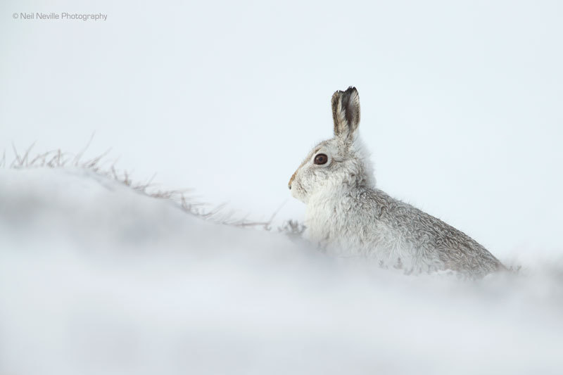  - Mountain Hare