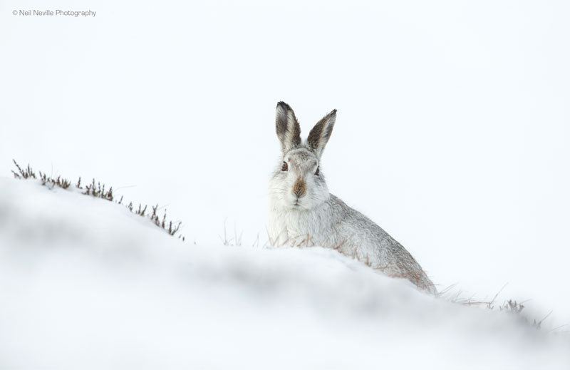  - Mountain Hare