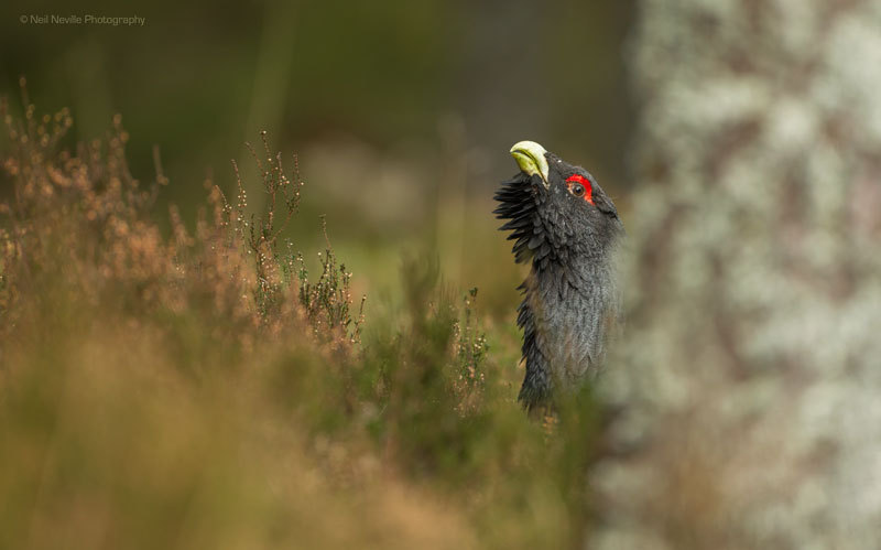  - Capercaillie