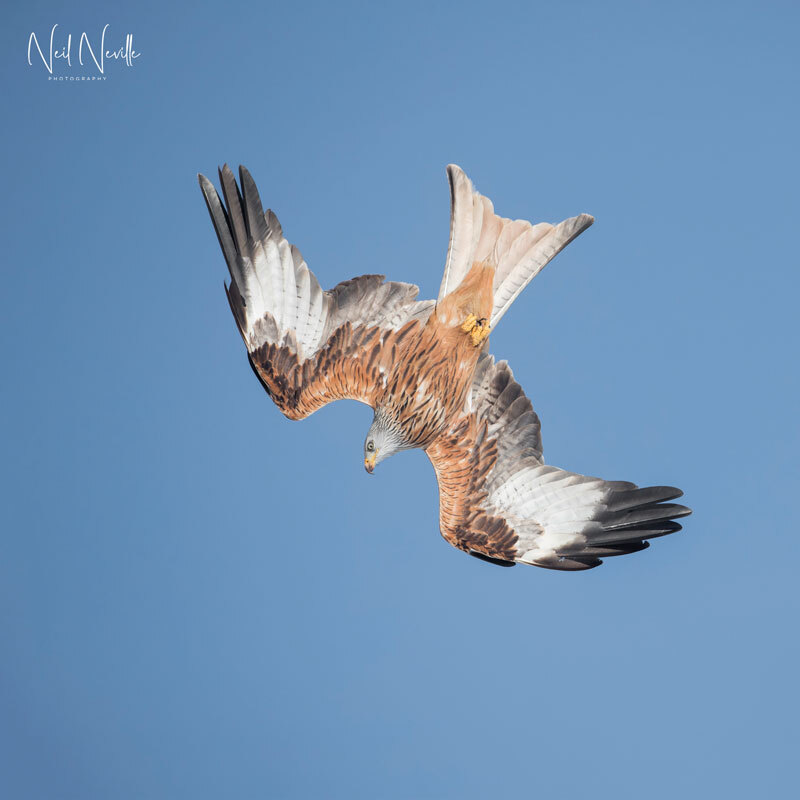  - Red Kite