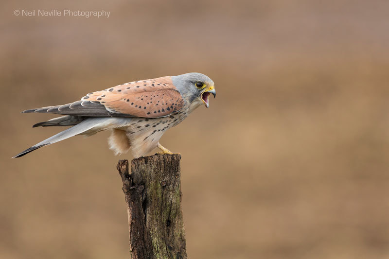  - Kestrel