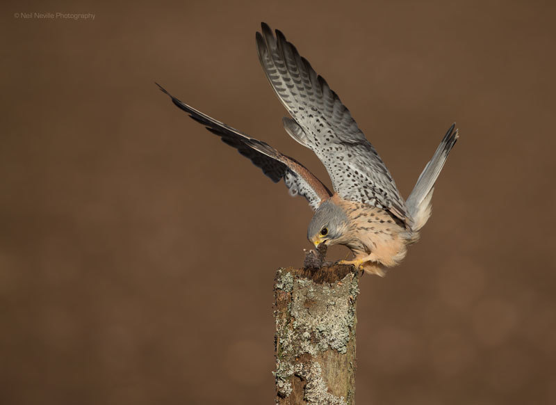  - Kestrel