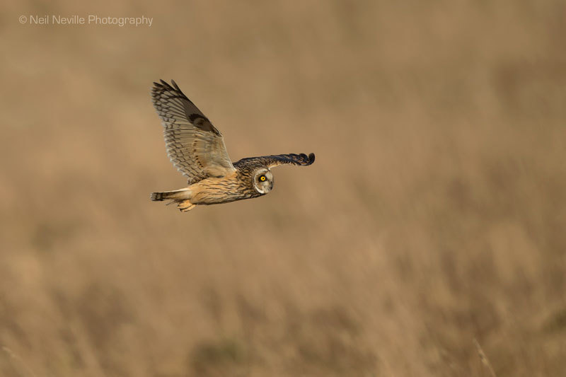  - Short Eared Owl