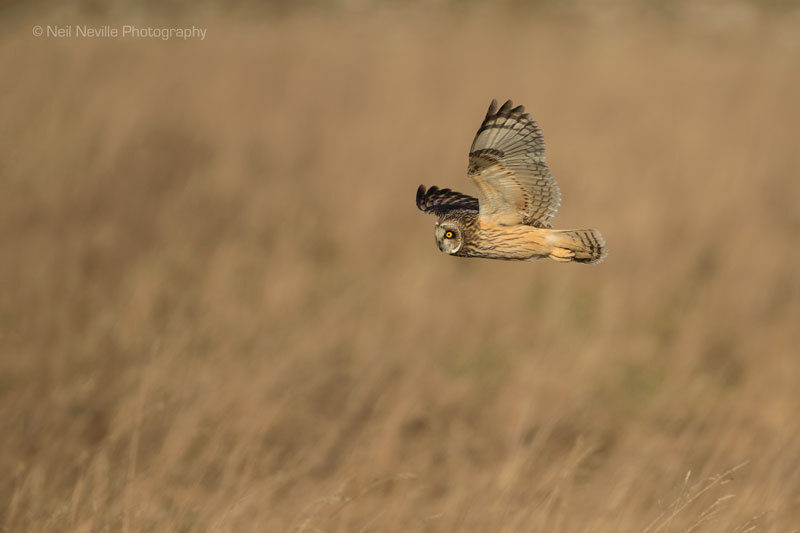  - Short Eared Owl