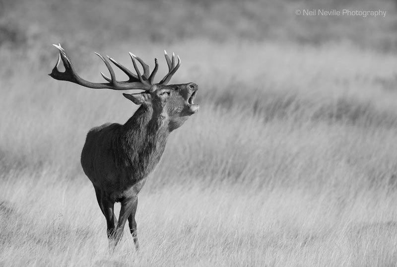  - Red Deer