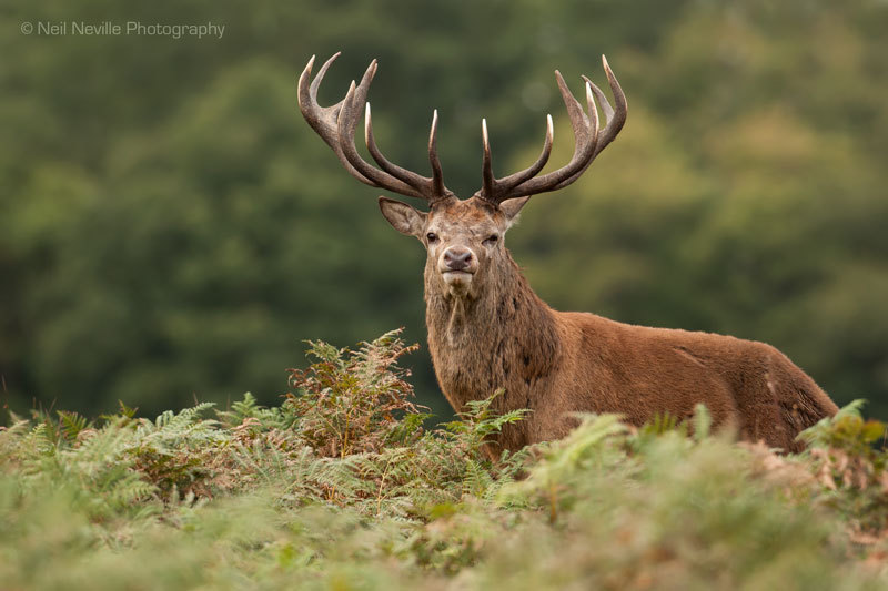  - Red Deer