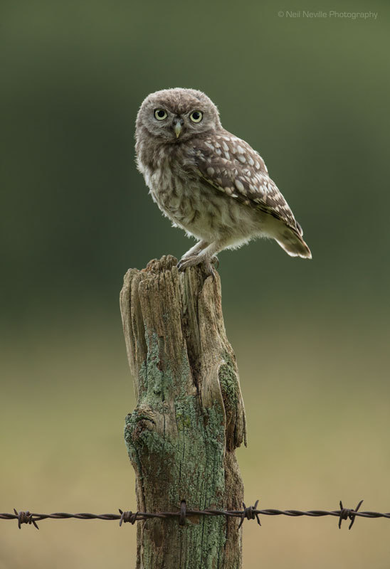  - Little Owl