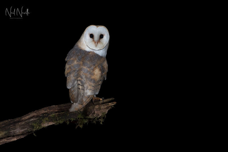  - Barn Owl