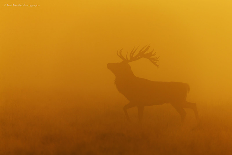  - Red Deer