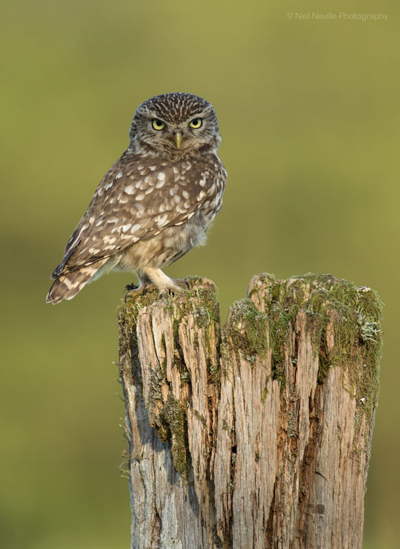  - Little Owl