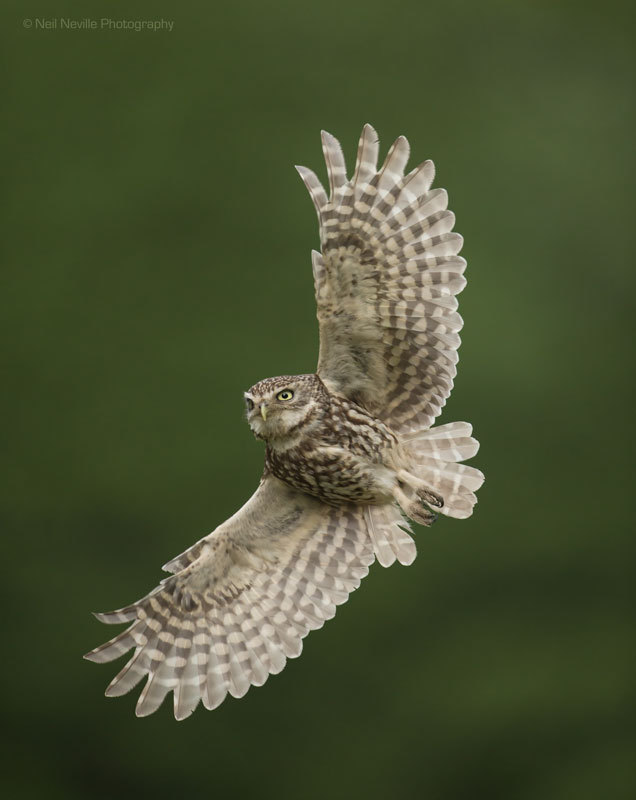  - Little Owl