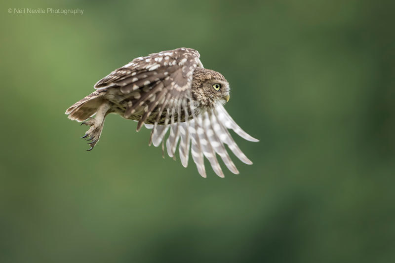  - Little Owl