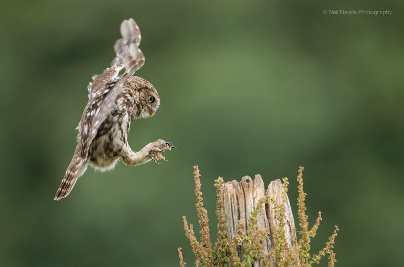  - Little Owl