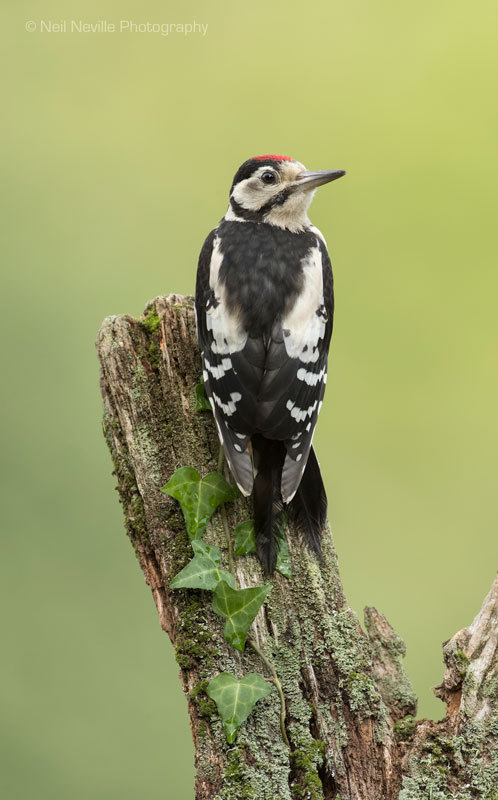  - Woodpeckers & Nuthatch