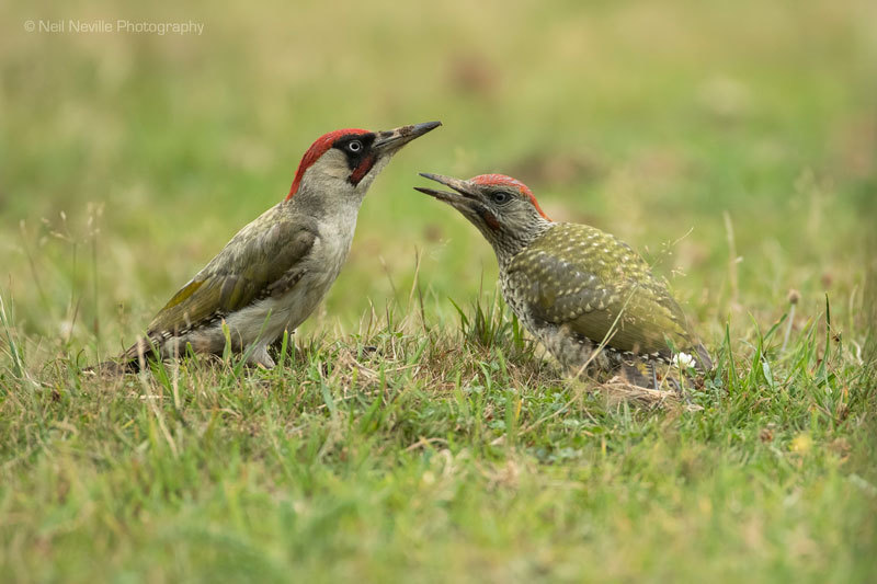  - Woodpeckers & Nuthatch