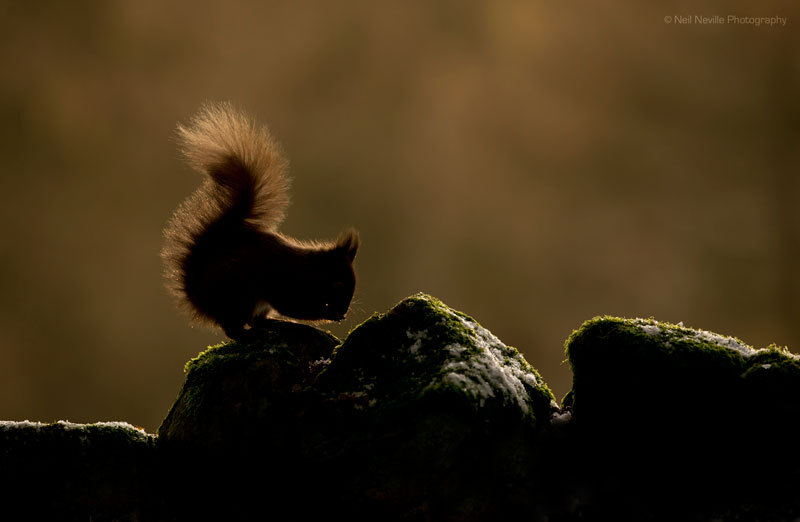  - Red Squirrel